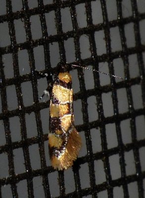 Reticulated Decantha - Decantha boreasella