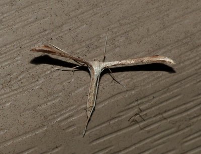 Morning Glory Plume Moth - Emmelina monodactyla
