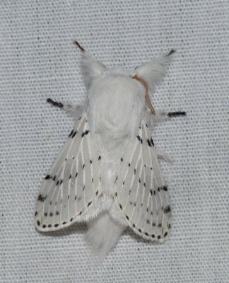 Dot-lined White - Artace cribrarius