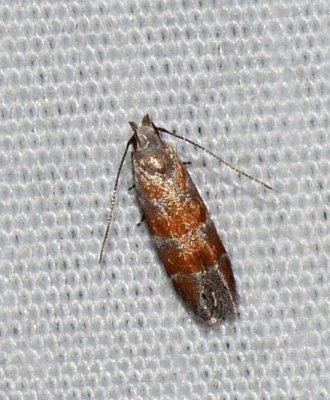 Orange Stripe-backed Moth - Battaristis vittella