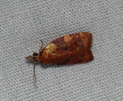 Spring Dead-leaf Roller - Cenopis diluticostana