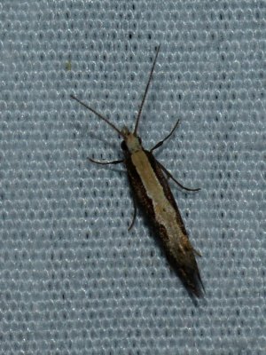 Diamondback Moth - Plutella xylostella