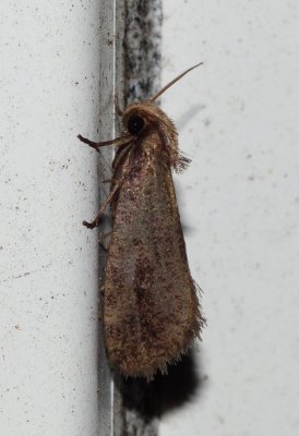 Tubeworm Moth - Acrolophus