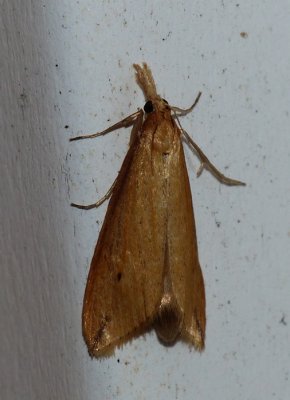 Snout Moth - Donacaula sordidella
