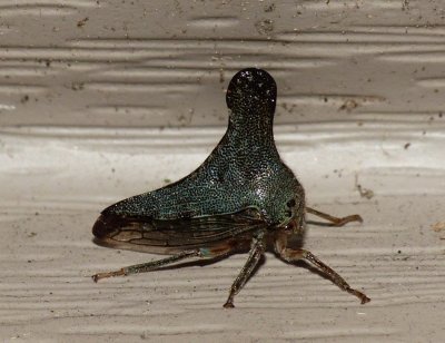 Treehopper - Glossonotus acuminatus