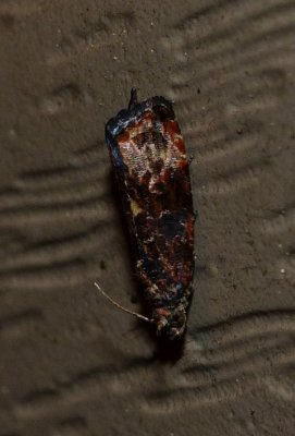 Verbena Bud Moth - Endothenia hebesana