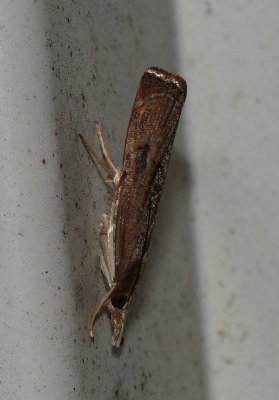 Bluegrass Webworm Moth - Parapediasia teterrella