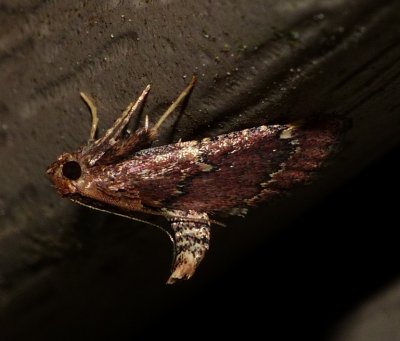 Red-shawled Moth - Pseudasopia intermedialis