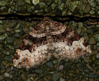 Toothed Brown Carpet - Xanthorhoe lacustrata
