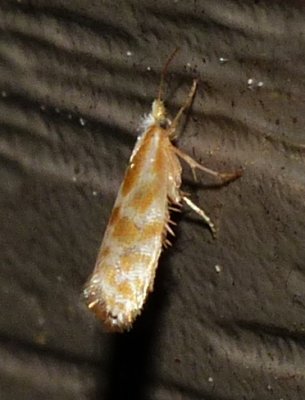 Shiny Head-standing Moth - Argyresthia freyella