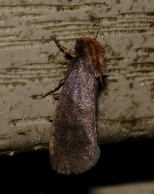 Moth - Acrolophus