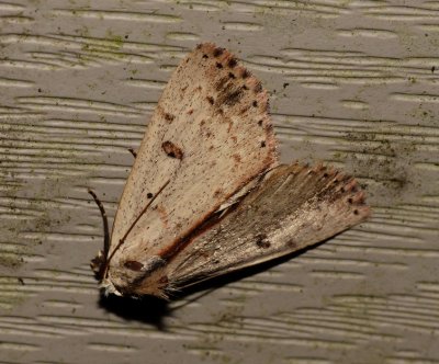 Dead-wood Borer Moth - Scolecocampa liburna