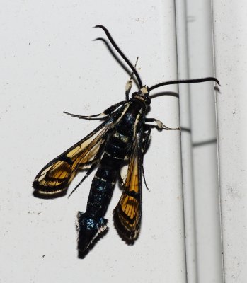 Clearwing Moths - Sesioidea