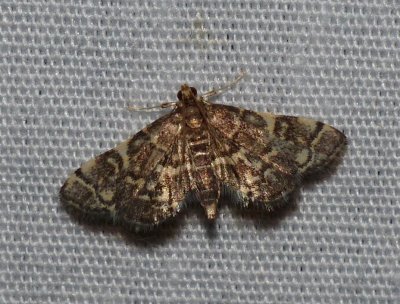 Yellow-spotted Webworm - <i>Anageshna primordialis</i>