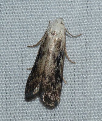 Moth - Aphomia fulminalis