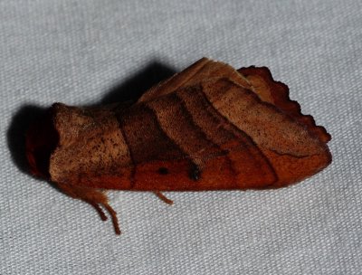 Moth - Datana