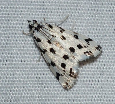 Spotted Peppergrass Moth - Eustixia pupula