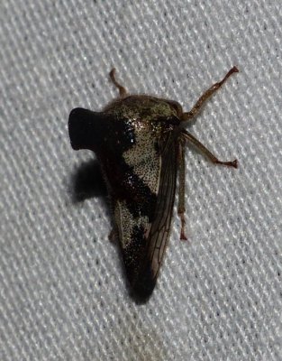 Treehopper - Glossonotus crataegi