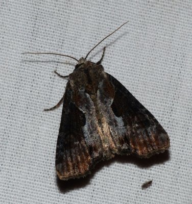 Double Lobed Moth - Lateroligia ophiogramma