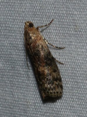 Moth - Sciota celtidella