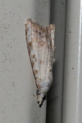 Sorghum Webworm Moth - Nola cereella