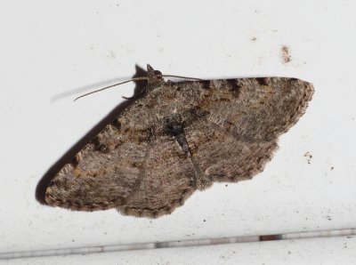 Hollow-spotted Angle - Digrammia gnophosaria