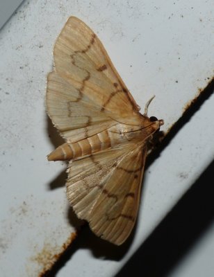 Moth - Herpetogramma