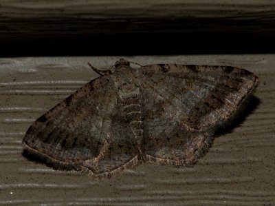 Faint-spotted Angle - Digrammia ocellinata