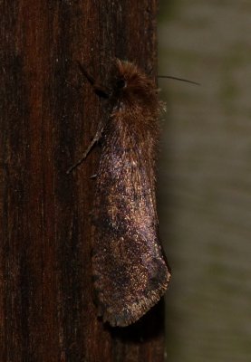 Tubeworm Moth - Acrolophus