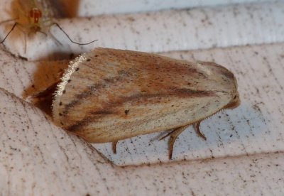 Feeble Grass Moth - Amolita fessa