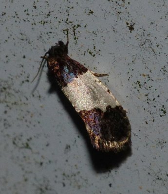 Clothes Moth - Kearfottia albifasciella