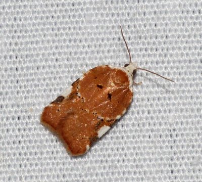 Leafroller Moth - Acleris cervinana