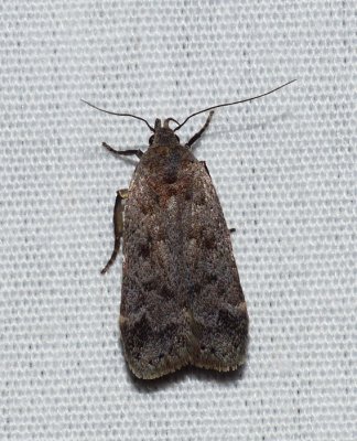 Dark-headed Aspen Leafroller Moth - Anacampsis innocuella