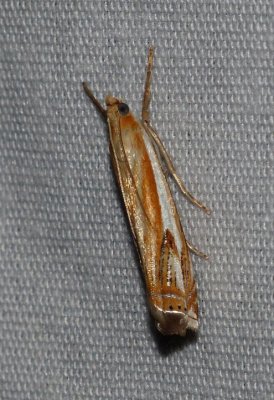 Double-banded Grass Veneer - Crambus agitatellus