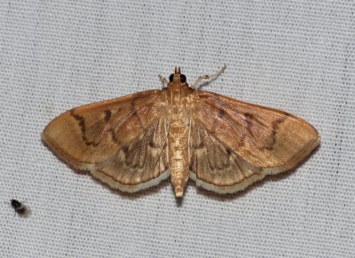 Moth - Herpetogramma theseusalis