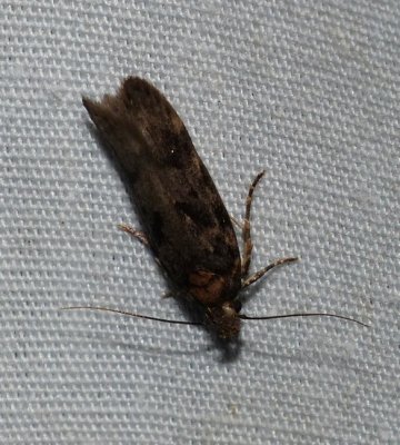 Moth