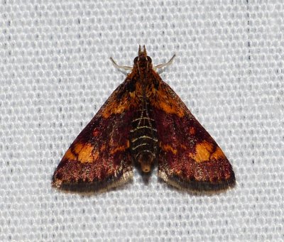 Orange Mint Moth - Pyrausta orphisalis