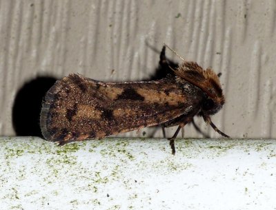 Clemens' Grass Tubeworm Moth - Acrolophus popeanella