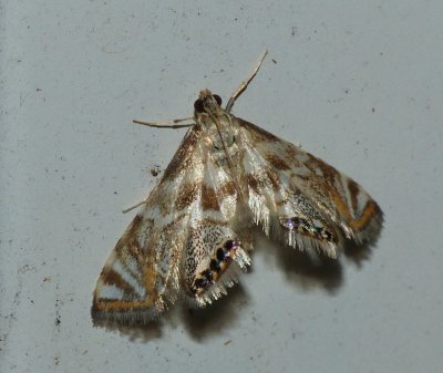 Moth - Petrophila