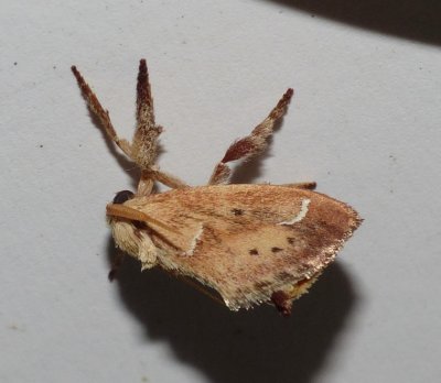 Slug Moth - Adoneta