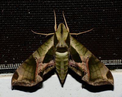 Backyard Moth Lifelist