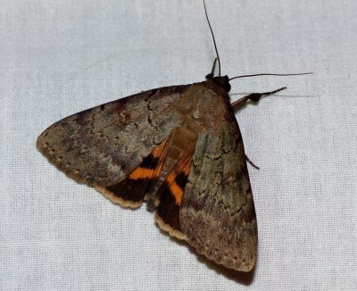 Serene Underwing - Catocala serena