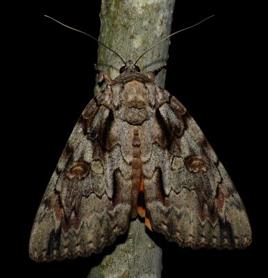 Bride Underwing - Catocala neogama
