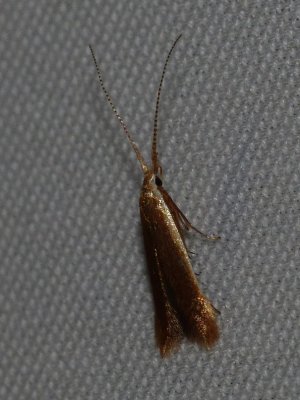 Casebearer Moth - Coleophora limosipennella
