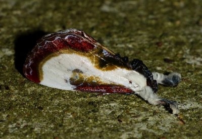 Beautiful Wood-nymph - Eudryas grata