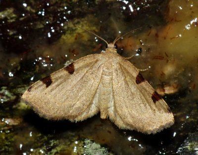 Three-spotted Fillip - Heterophleps triguttaria