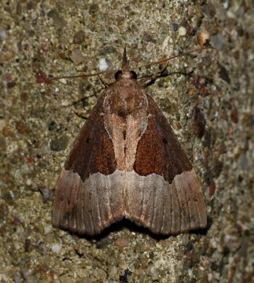 Dimorphic Bomolocha - Hypena bijugalis