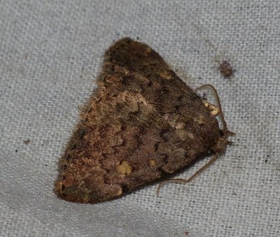 Common Idia - Idia aemula