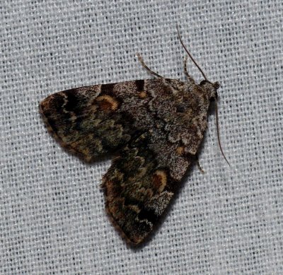 American Idia - Idia americalis