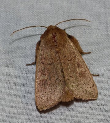 False Wainscot - Leucania pseudargyria